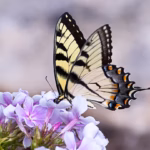 Eastern Tiger Swallowtail on purple begonias