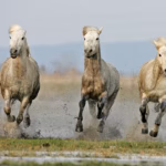 Three Camargue Horses running