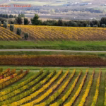 Landscape near Banfi