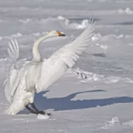 Whooper Swan, wings up