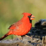 Cardinal (male), with seed