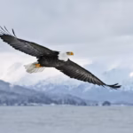 Bald Eagle, soaring over the mountains