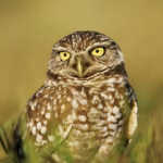 Burrowing Owl, in the grass