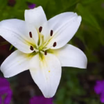 Raindrops on lily with purple flowers